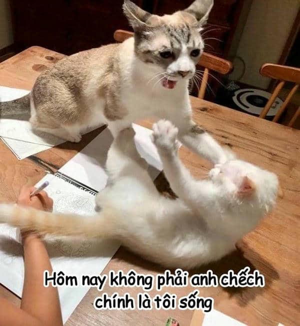 Đánh lộn meme mèo đánh nhau