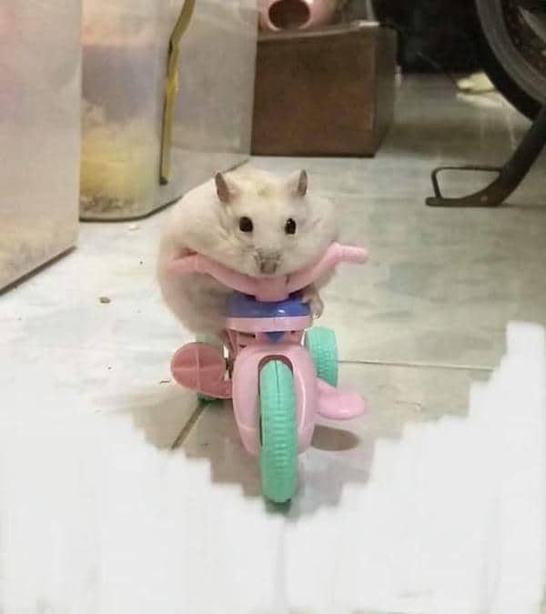 Bộ sưu tập 99+ Hamster meme siêu hài hước, cực đáng yêu 13 Hài hước meme chuột hamster
