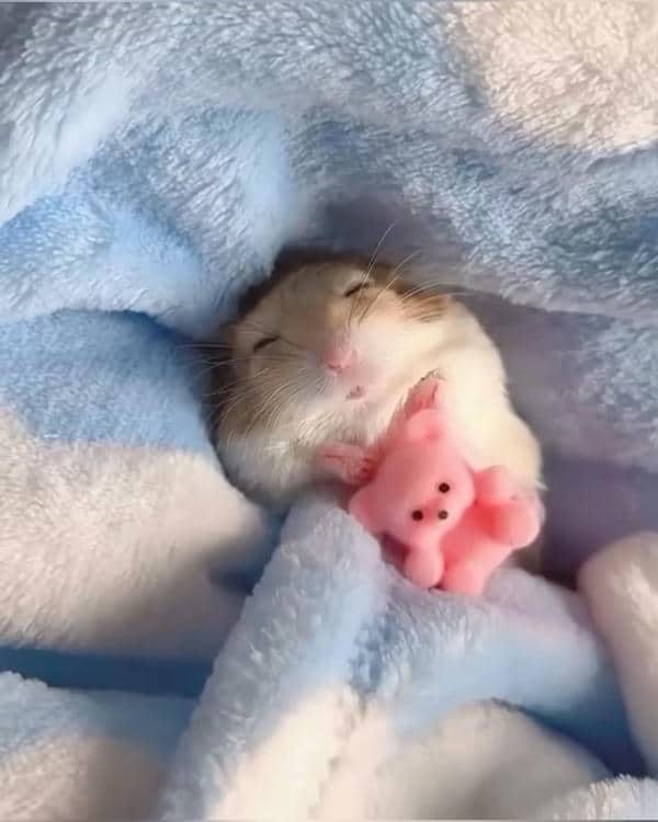 Bộ sưu tập 99+ Hamster meme siêu hài hước, cực đáng yêu 14 Hamster cute meme