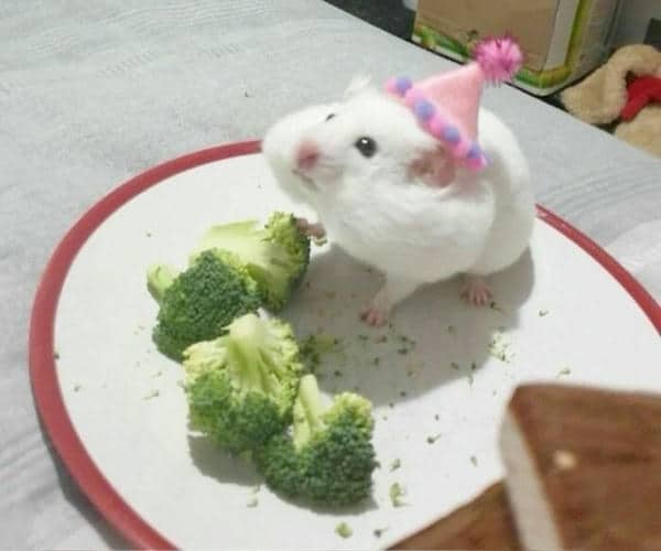 Bộ sưu tập 99+ Hamster meme siêu hài hước, cực đáng yêu 15 Hamster meme cute