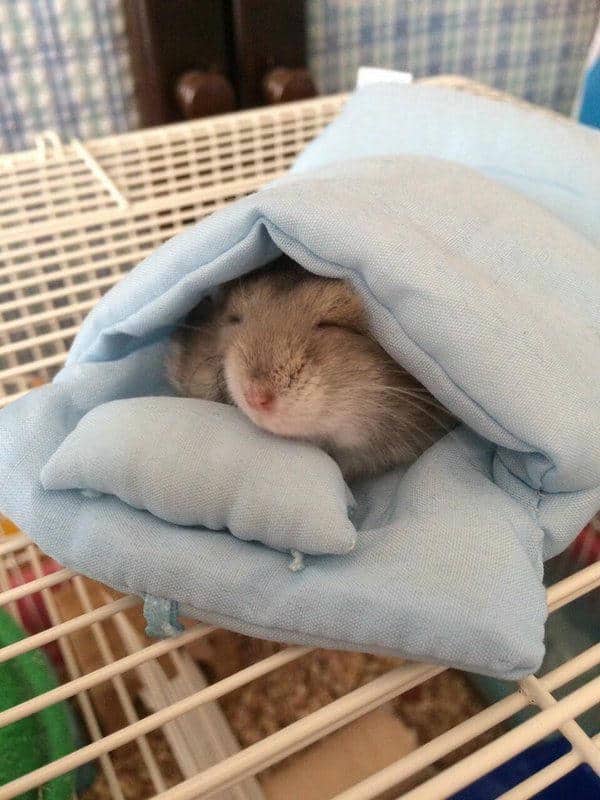 Hamsters meme