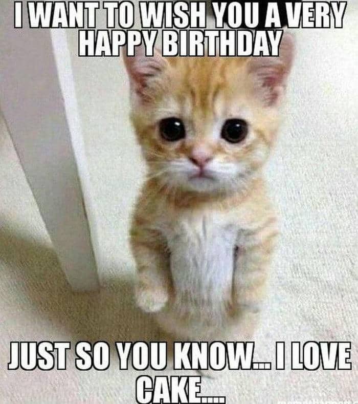 Gợi ý 989+ hình ảnh happy birthday meme siêu hài bựa 10 Happy birthday cat meme