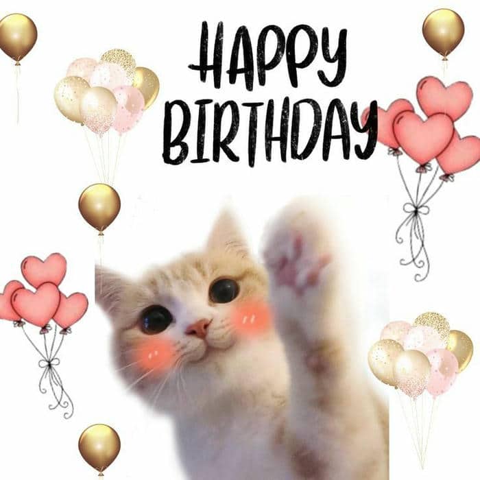 Gợi ý 989+ hình ảnh happy birthday meme siêu hài bựa 11 Happy birthday meme cat
