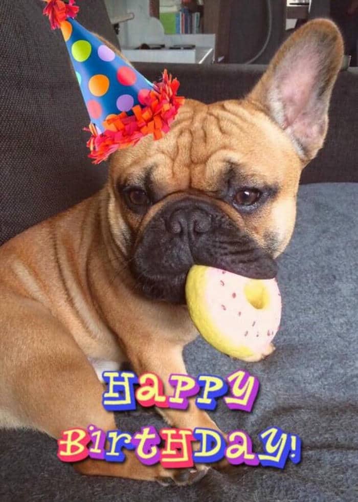 Gợi ý 989+ hình ảnh happy birthday meme siêu hài bựa 16 Happy birthday to me meme cute