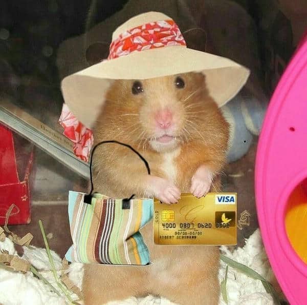 Bộ sưu tập 99+ Hamster meme siêu hài hước, cực đáng yêu 18 Hình ảnh chuột hamster meme