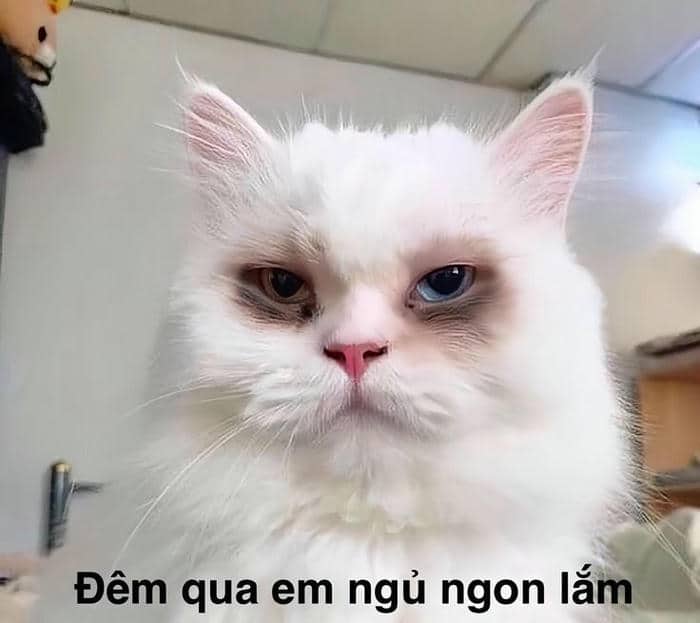 Hình ảnh con mèo buồn ngủ meme