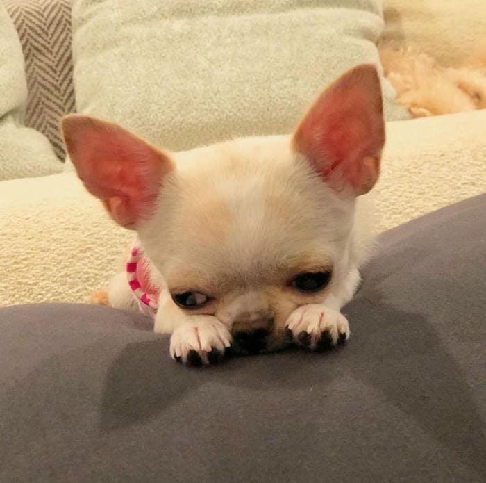 Hình ảnh meme chó Chihuahua ngại ngùng đáng yêu