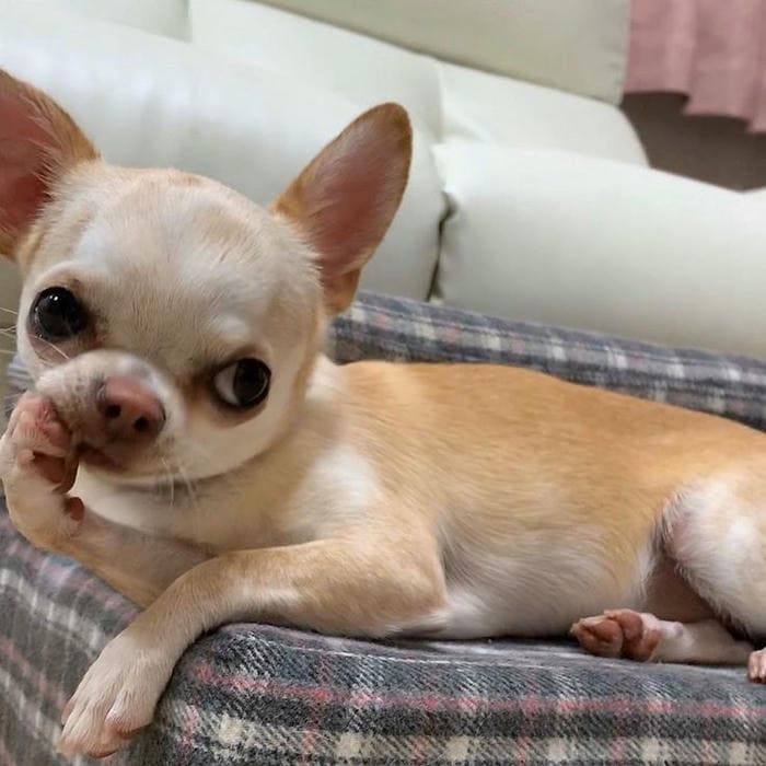 Hình ảnh meme chó Chihuahua