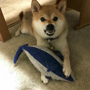 Tổng hợp 987+ ảnh meme chó Shiba cười bựa hài hước