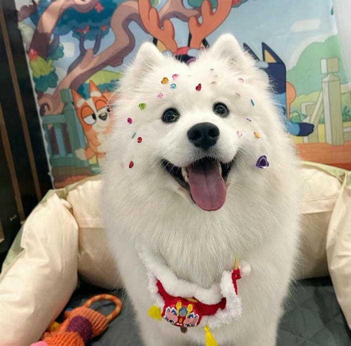 Hình ảnh meme chó cười cute