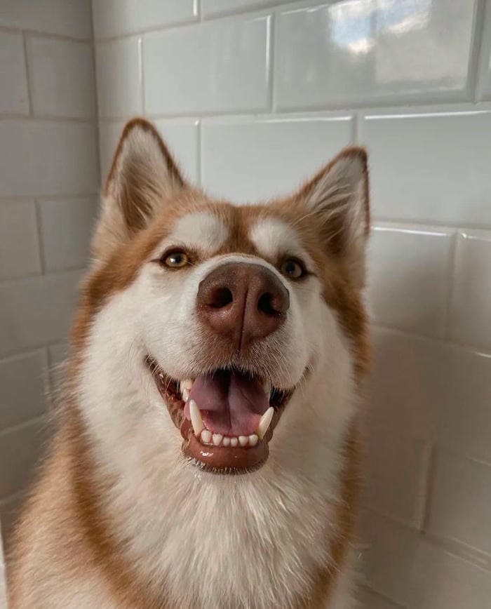 Tổng hợp 987+ ảnh meme chó Shiba cười bựa hài hước 24 Hình ảnh meme chó cười hở răng cute