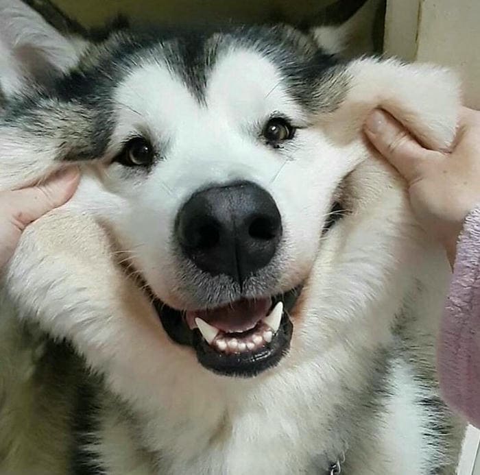 Hình ảnh meme chó cười hở răng