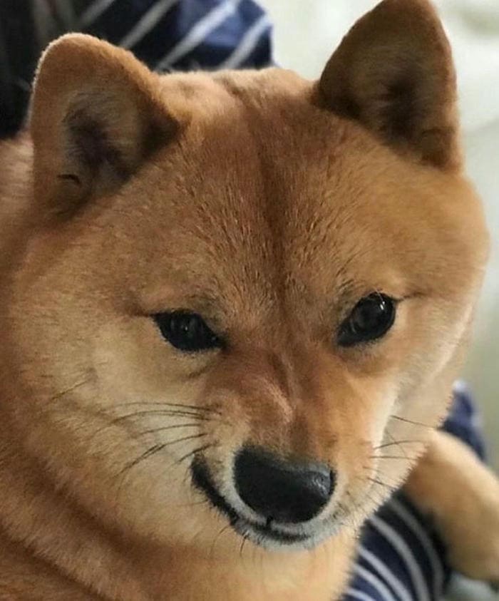 Hình ảnh meme chó cười nhếch mép