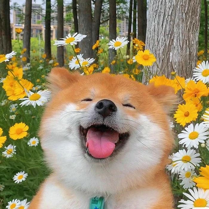 Tổng hợp 987+ ảnh meme chó Shiba cười bựa hài hước 27 Hình ảnh meme chó cười