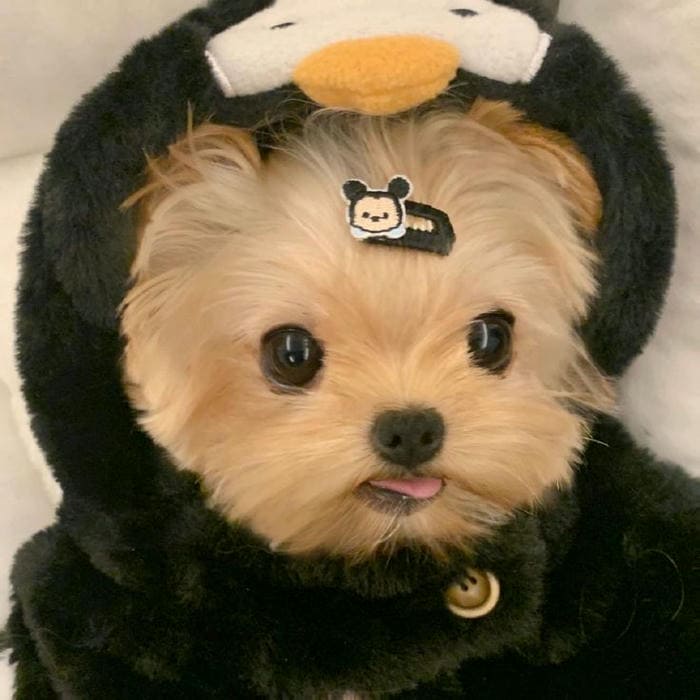Tổng hợp 987+ ảnh meme chó Shiba cười bựa hài hước 30 Hình ảnh meme chó dễ thương