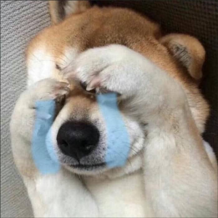 Hình ảnh meme chó khóc