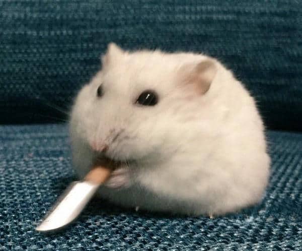 Hình ảnh meme chuột hamster