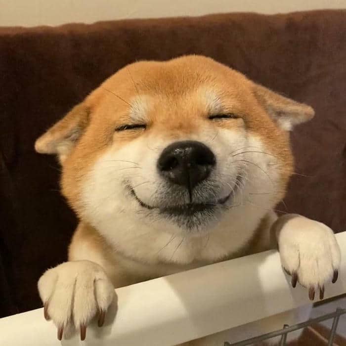 Hình ảnh meme cười bất lực