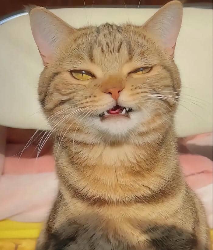 Hình ảnh meme cười khinh bỉ