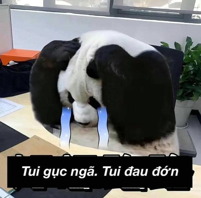 Hình ảnh meme gấu trúc khóc