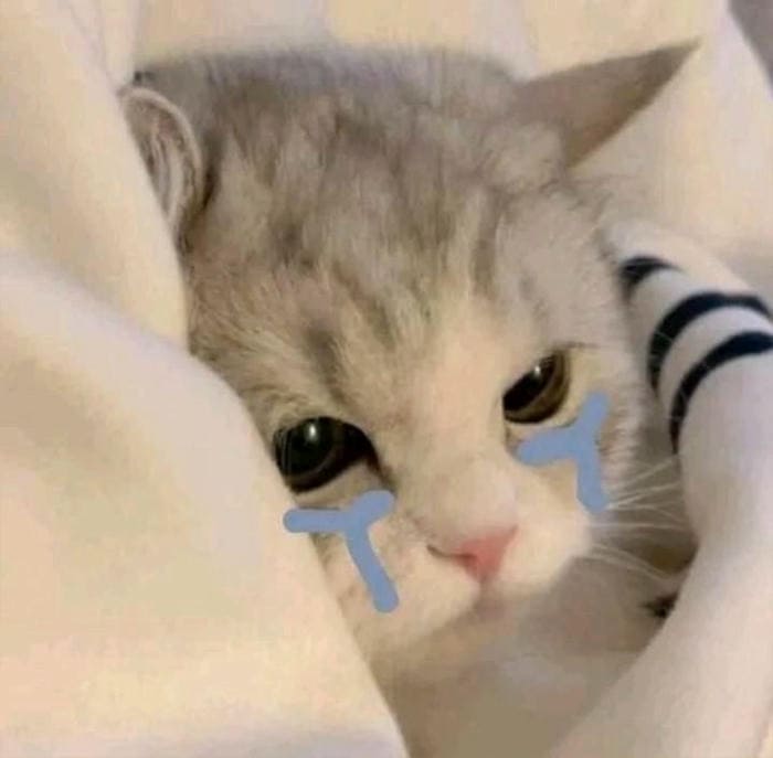 Tổng hợp 500 hình ảnh meme mèo cười bựa, tặng hoa cute 26 Hình ảnh meme mèo buồn