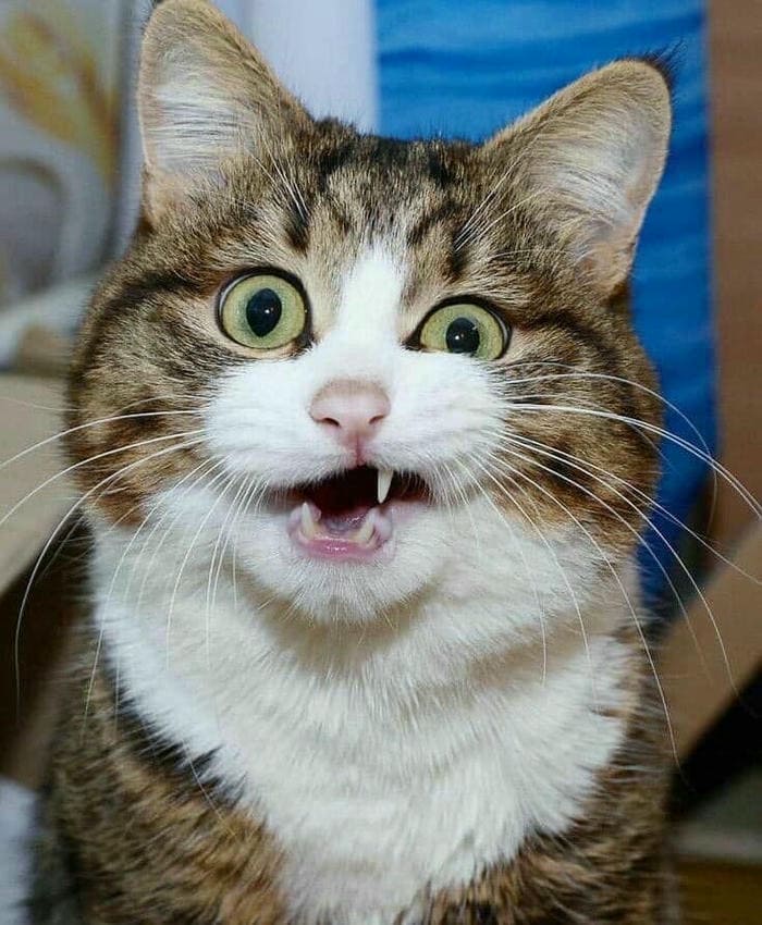 Hình ảnh meme mèo cười đểu