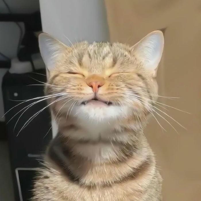 Tổng hợp 500 hình ảnh meme mèo cười bựa, tặng hoa cute 31 Hình ảnh meme mèo dễ thương