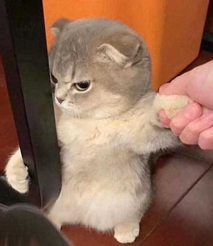 Tổng hợp 500 hình ảnh meme mèo cười bựa, tặng hoa cute 34 Hình ảnh meme mèo giận dội siêu đáng yêu