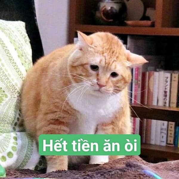 Hình ảnh meme mèo hết tiền ăn