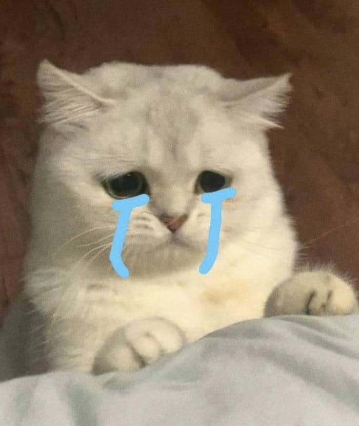 Hình ảnh meme mèo khóc cute