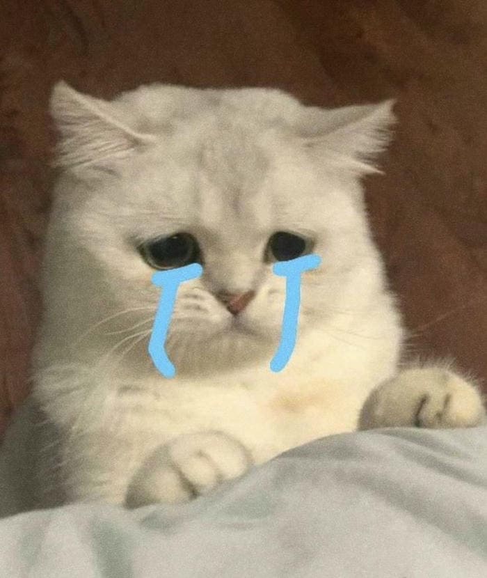 Tổng hợp 500 hình ảnh meme mèo cười bựa, tặng hoa cute 37 Hình ảnh meme mèo khóc