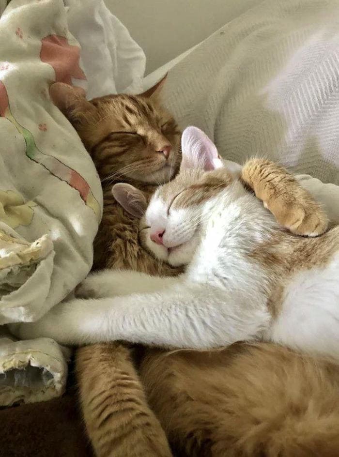 Tổng hợp 500 hình ảnh meme mèo cười bựa, tặng hoa cute 40 Hình ảnh meme mèo ôm siêu đáng yêu