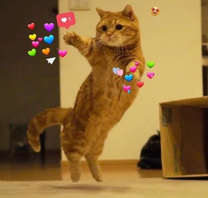 Tổng hợp 500 hình ảnh meme mèo cười bựa, tặng hoa cute 46 Hình ảnh meme mèo thả tim siêu cute