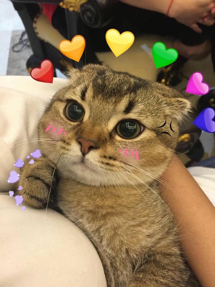 Tổng hợp 500 hình ảnh meme mèo cười bựa, tặng hoa cute 43 Hình ảnh meme mèo tức giận siêu đáng yêu