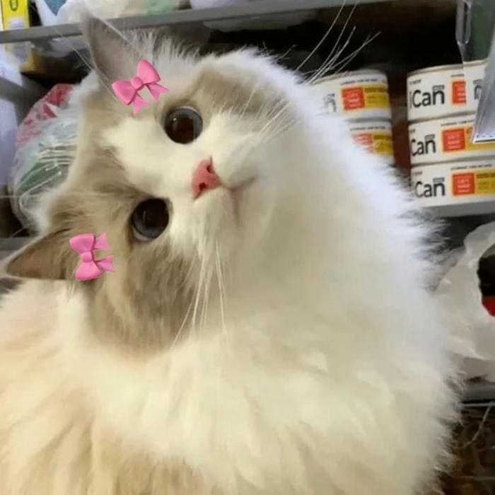Tổng hợp 500 hình ảnh meme mèo cười bựa, tặng hoa cute 48 Hình ảnh meme mèo vô tri đáng yêu