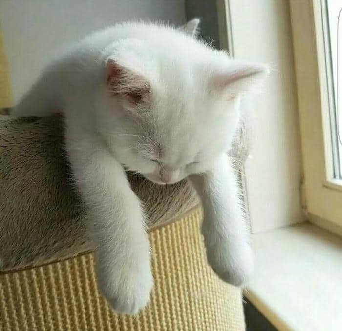 Tải ngay loạt ảnh meme mệt mỏi buồn cười & hài hước 8 Hình ảnh meme mệt mỏi bất lực