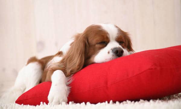 Gợi ý 898+ hình ảnh meme ngủ ngon cười ra nước mắt 11 Hình ảnh meme ngủ ngon cute đáng yêu