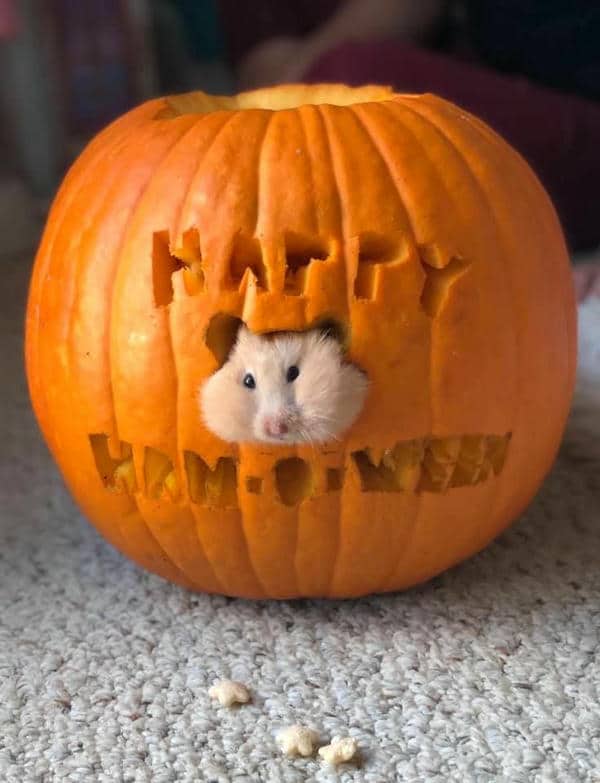 Bộ sưu tập 99+ Hamster meme siêu hài hước, cực đáng yêu 22 Hình hamster meme