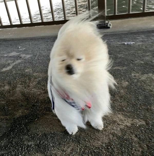 Hình meme bất lực