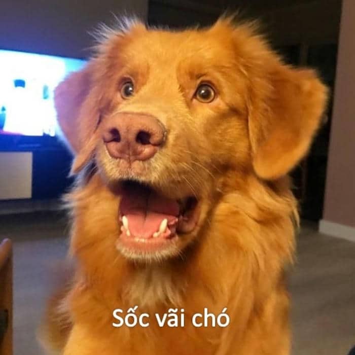 Hình meme chó bất ngờ