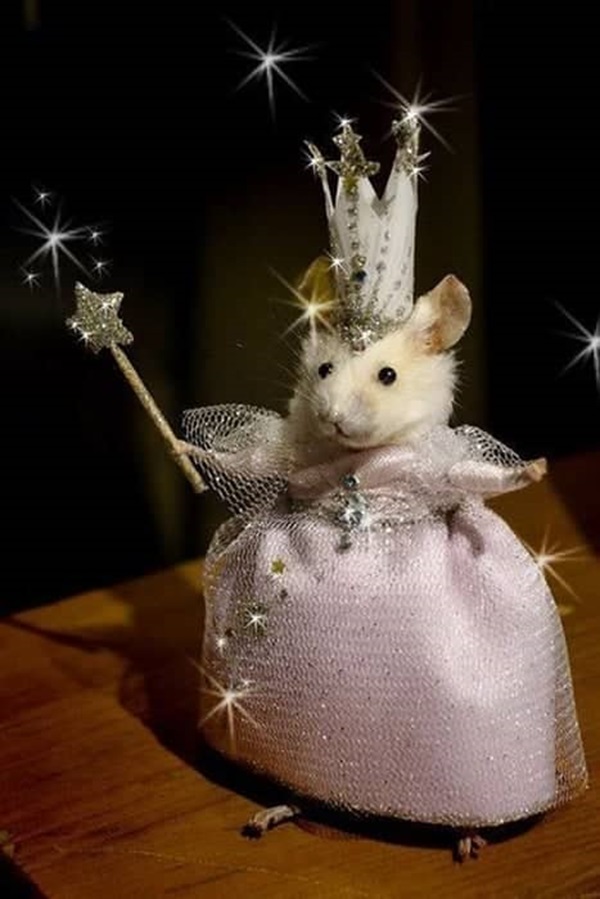 Hình meme chuột hamster cute