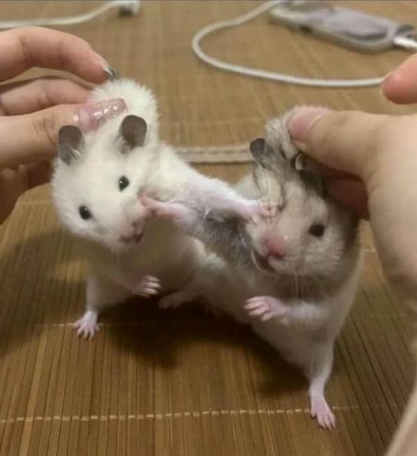 Bộ sưu tập 99+ Hamster meme siêu hài hước, cực đáng yêu 25 Hình meme chuột hamster đánh nhau