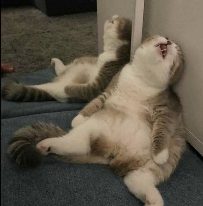 Tải ngay loạt ảnh meme mệt mỏi buồn cười & hài hước 12 Hình meme con mèo mệt mỏi bất lực
