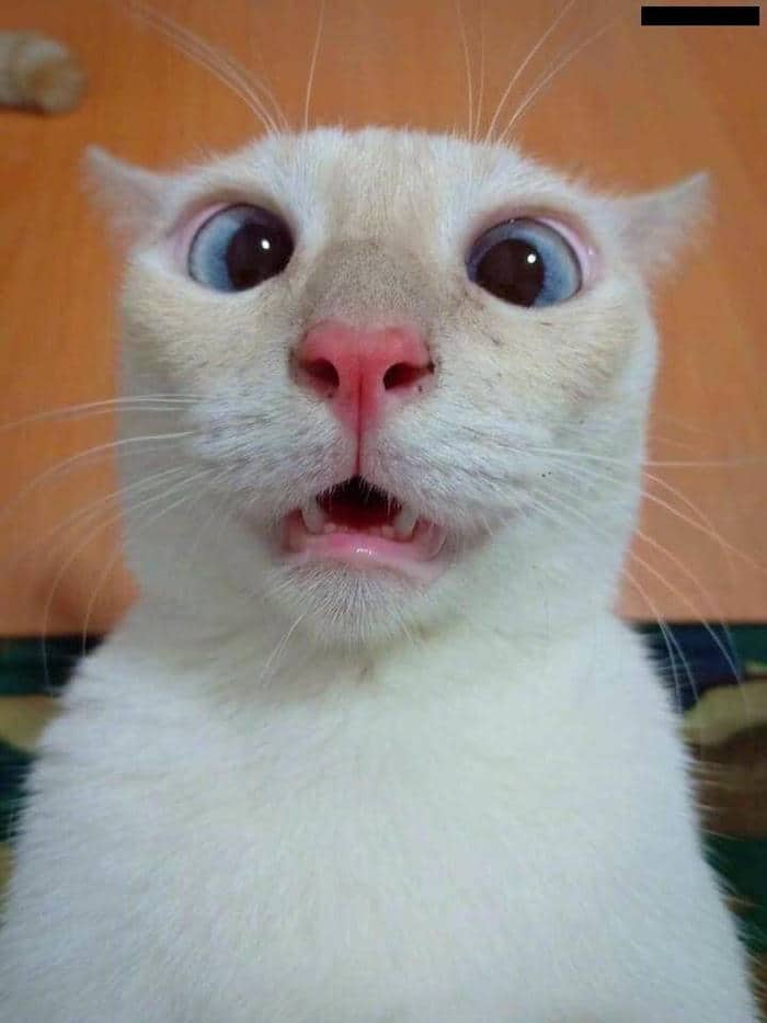 Tải miễn phí 500+ hình ảnh meme bất ngờ siêu bẩn bựa 20 Hình meme mèo bất ngờ cute