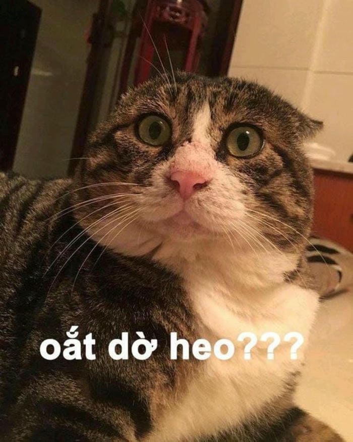Tổng hợp 500 hình ảnh meme mèo cười bựa, tặng hoa cute 51 Hình meme mèo bất ngờ
