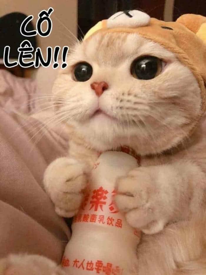 Tổng hợp 958+ mẫu meme cố lên siêu hài hước, thú vị 24 Hình meme mèo cố lên cute