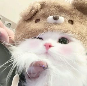 Tổng hợp 500 hình ảnh meme mèo cười bựa, tặng hoa cute