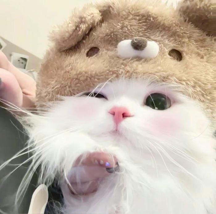Tổng hợp 500 hình ảnh meme mèo cười bựa, tặng hoa cute