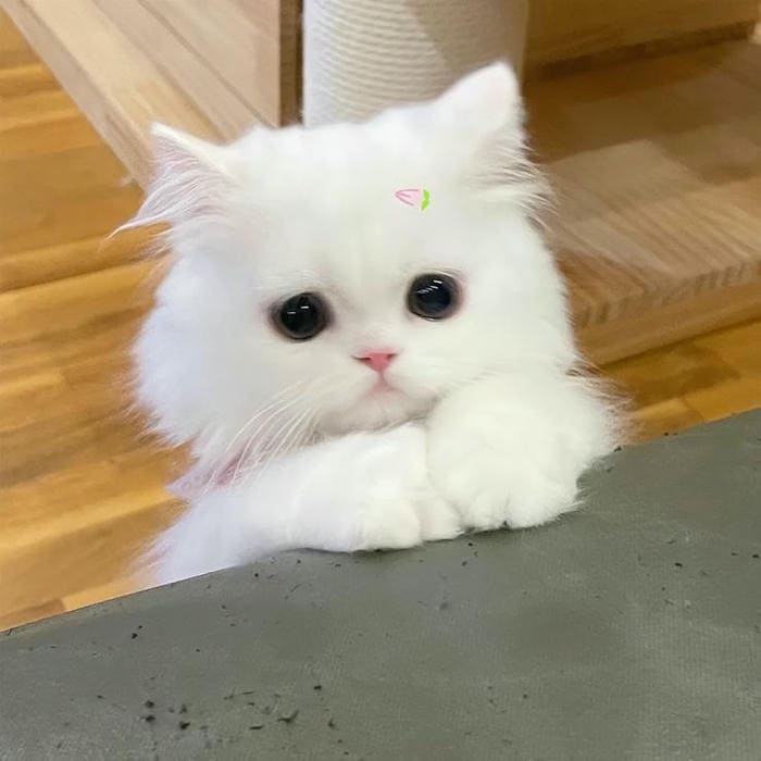 Tổng hợp 500 hình ảnh meme mèo cười bựa, tặng hoa cute 54 Hình meme mèo dễ thương