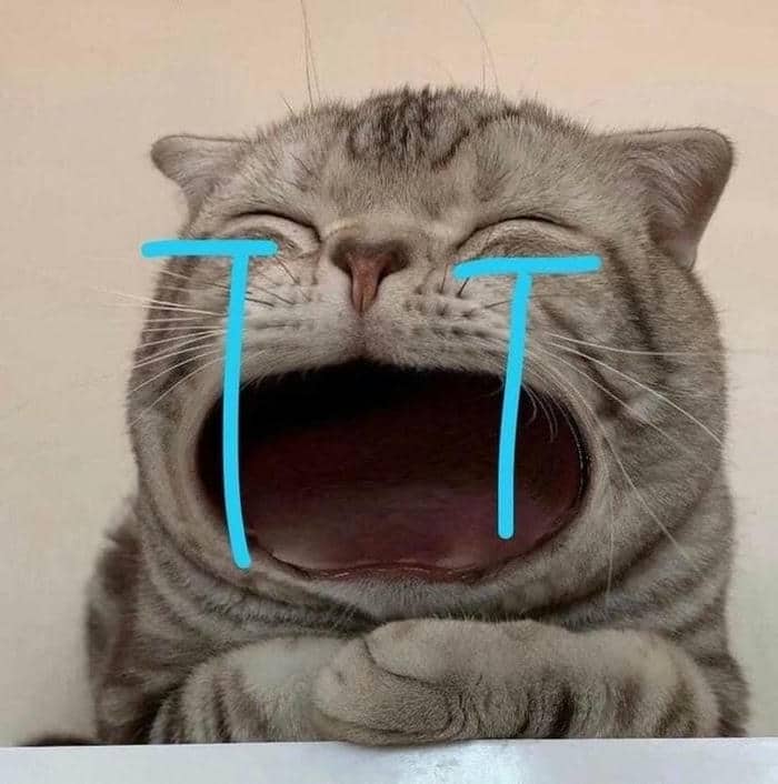 Hình meme mèo khóc thét